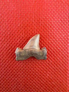 Cretolamna (Shark Tooth), Cretaceous of Mississippi