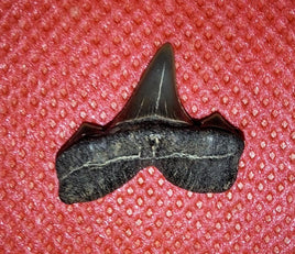 Cretolamna (Shark Tooth), Cretaceous of Mississippi