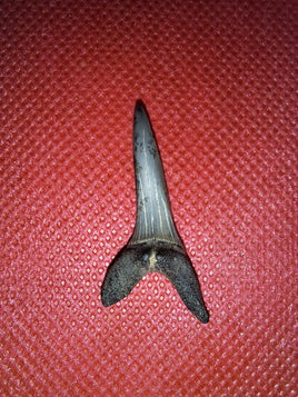 Scapanorhynchus raphiodon (Shark Tooth), Cretaceous of Mississippi