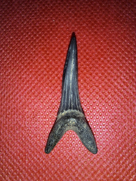 Scapanorhynchus raphiodon (Shark Tooth), Cretaceous of Mississippi