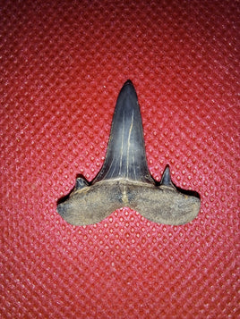 Scapanorhynchus raphiodon (Shark Tooth), Cretaceous of Mississippi