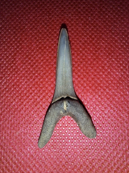 Scapanorhynchus raphiodon (Shark Tooth), Cretaceous of Mississippi