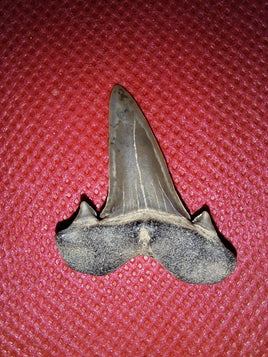 Scapanorhynchus raphiodon (Shark Tooth), Cretaceous of Mississippi