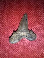 Scapanorhynchus raphiodon (Shark Tooth), Cretaceous of Mississippi
