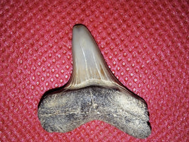 Cretoxyrhina (Shark Tooth), Cretaceous of Mississippi