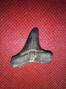 Cretoxyrhina (Shark Tooth), Cretaceous of Mississippi