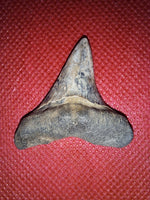 Cretoxyrhina (Shark Tooth), Cretaceous of Mississippi