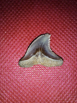 Hemipristis (shark) Tooth