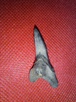 Hemipristis (shark) Tooth