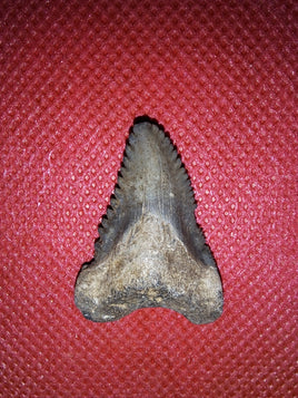Hemipristis (shark) Tooth with Morphology