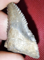 Hemipristis (shark) Tooth with Morphology