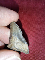 Hemipristis (shark) Tooth with Morphology
