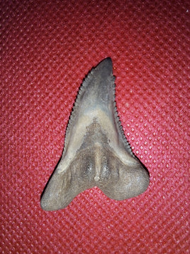 Hemipristis (shark) Tooth