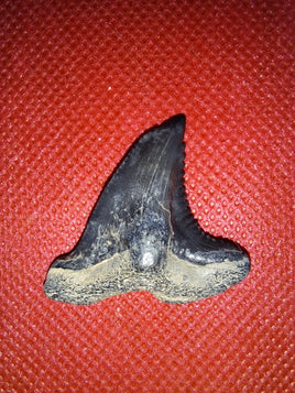 Hemipristis (shark) Tooth