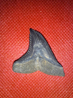 Hemipristis (shark) Tooth