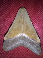 Megalodon Tooth