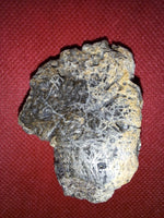Ankylosaur Armor Scute, Hell Creek Formation