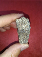Ankylosaur Armor Scute, Hell Creek Formation