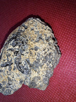 Ankylosaur Armor Scute, Hell Creek Formation