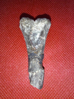 Othnielia Femur, Morrison Formation