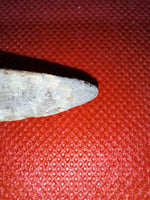 Othnielia Claw, Morrison Formation