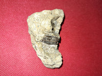 Tyrannosaur Partial Tooth, Two Medicine Formation.