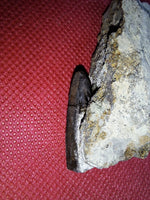 Tyrannosaur Partial Tooth, Two Medicine Formation.