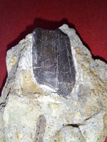 Tyrannosaur Partial Tooth, Two Medicine Formation.
