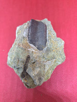 Tyrannosaur Partial Tooth, Two Medicine Formation.