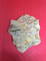 Tyrannosaur Partial Tooth, Two Medicine Formation.