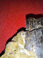 Tyrannosaur Tooth, Two Medicine Formation.