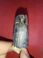 Tyrannosaur Tooth, Two Medicine Formation.