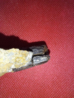 Tyrannosaur Tooth, Two Medicine Formation.