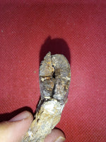 Tyrannosaur Tooth, Two Medicine Formation.