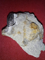 Tyrannosaur Partial Tooth, Two Medicine Formation.
