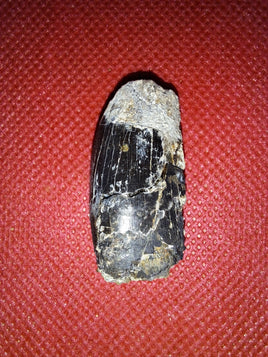 Tyrannosaur Tooth, Two Medicine Formation.