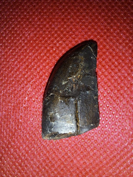 Tyrannosaur Tooth, Two Medicine Formation.
