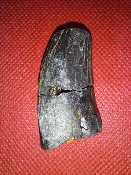 Tyrannosaur Tooth, Two Medicine Formation.