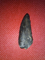 Tyrannosaur Tooth, Two Medicine Formation.