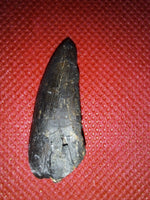 Tyrannosaur Tooth, Two Medicine Formation.