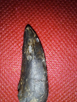 Tyrannosaur Tooth, Two Medicine Formation.