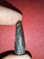 Tyrannosaur Tooth, Two Medicine Formation.