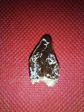 Suaropod Tooth from the Mid Jurassic, Madagascar