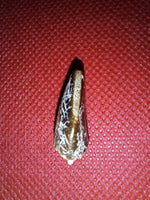 Suaropod Tooth from the Mid Jurassic, Madagascar