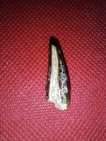 Suaropod Tooth from the Mid Jurassic, Madagascar