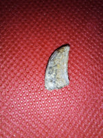 Megalosaurid Tooth from the Mid Jurassic, Madagascar