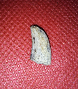 Megalosaurid Tooth from the Mid Jurassic, Madagascar