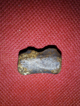 Theropod Tail Vertebrae, Judith River Formation