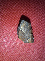Gryposaurus Tooth from the Judith River Formation