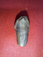 Rooted Ceratopsian Tooth, Judith River Formation